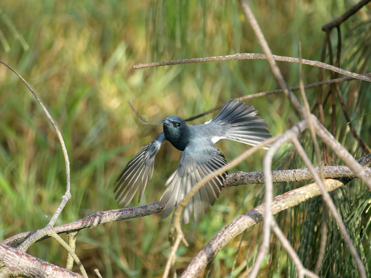 Leaden Flycatcher - ML635259988