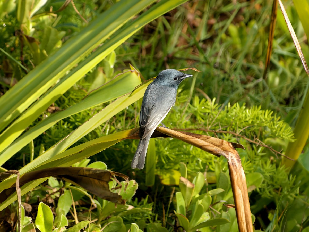 Leaden Flycatcher - ML635259989