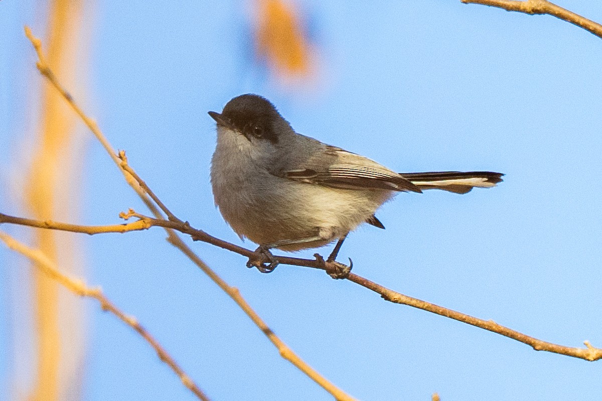 Black-capped Gnatcatcher - ML635260146