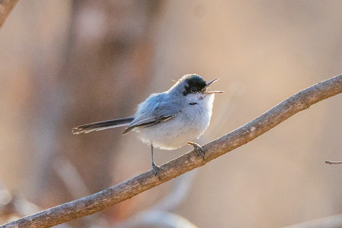 Black-capped Gnatcatcher - ML635260147