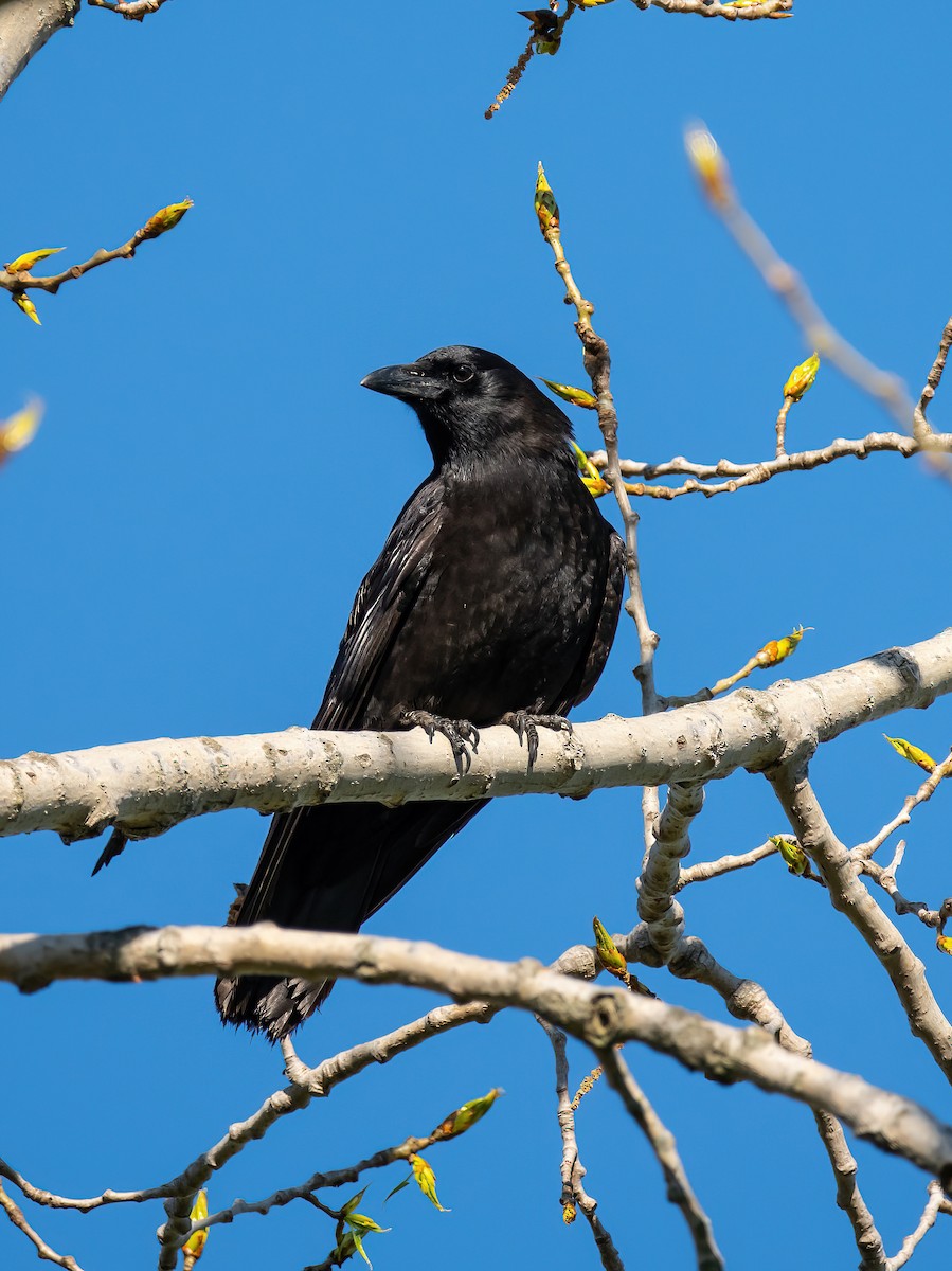 American Crow - ML635260224