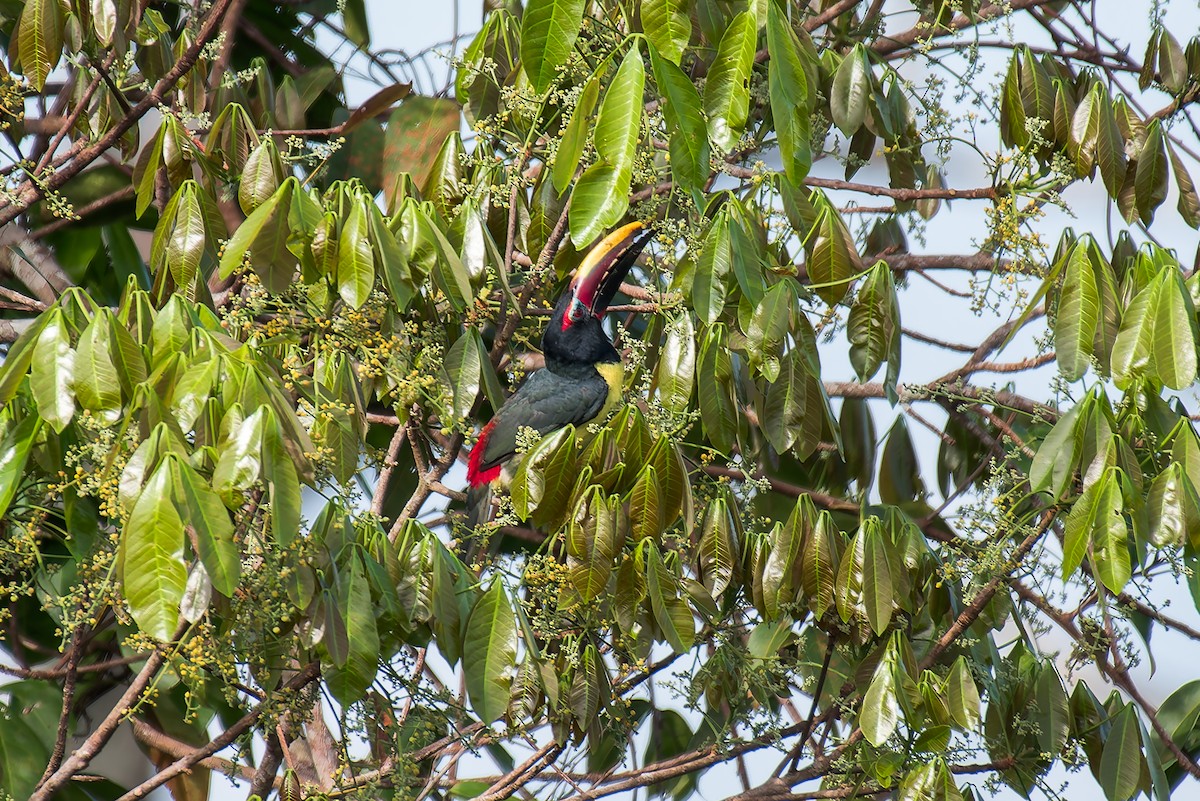 Green Aracari - ML635260270