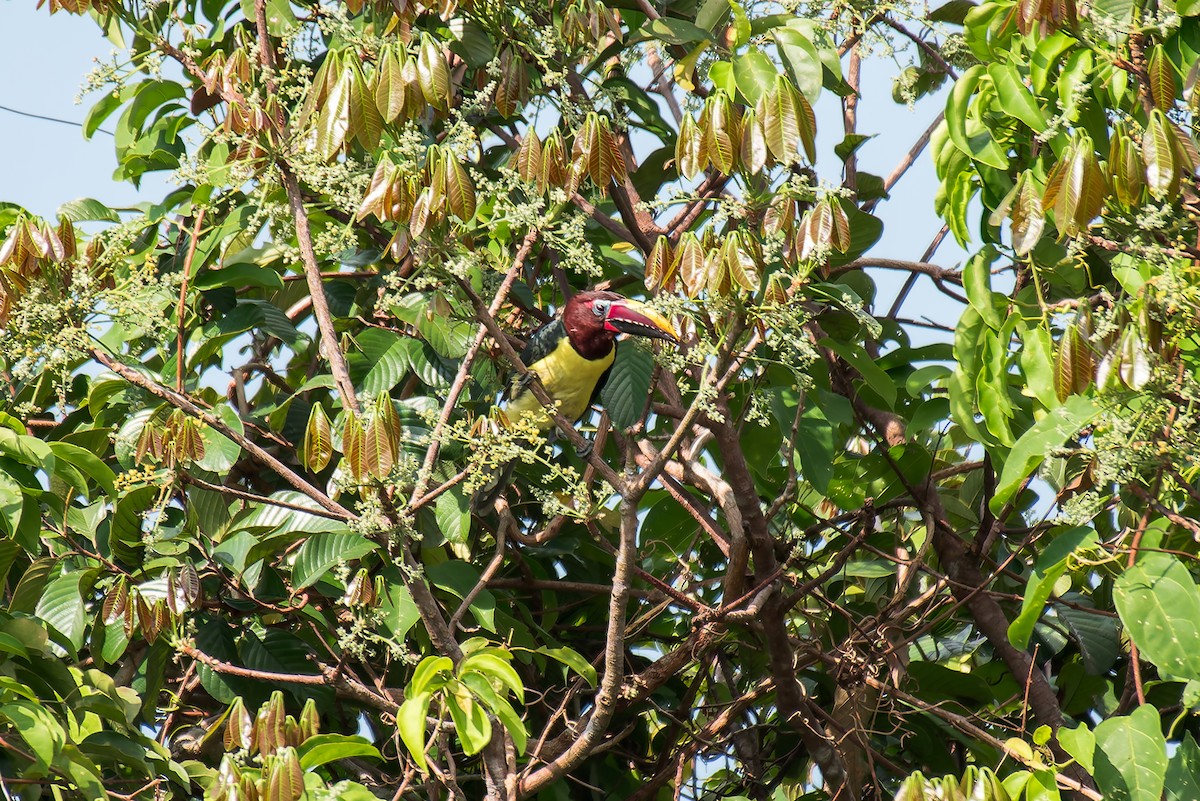 Green Aracari - ML635260271
