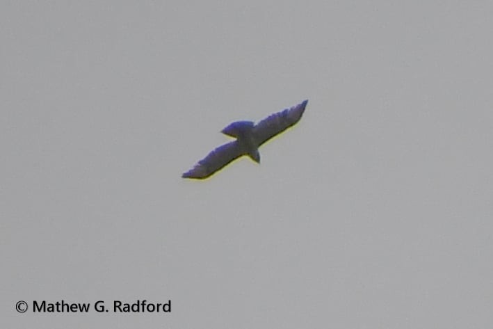 Buteo sp. - ML635260290