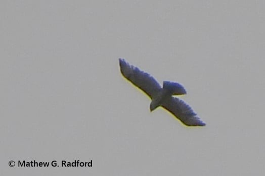 Buteo sp. - ML635260291
