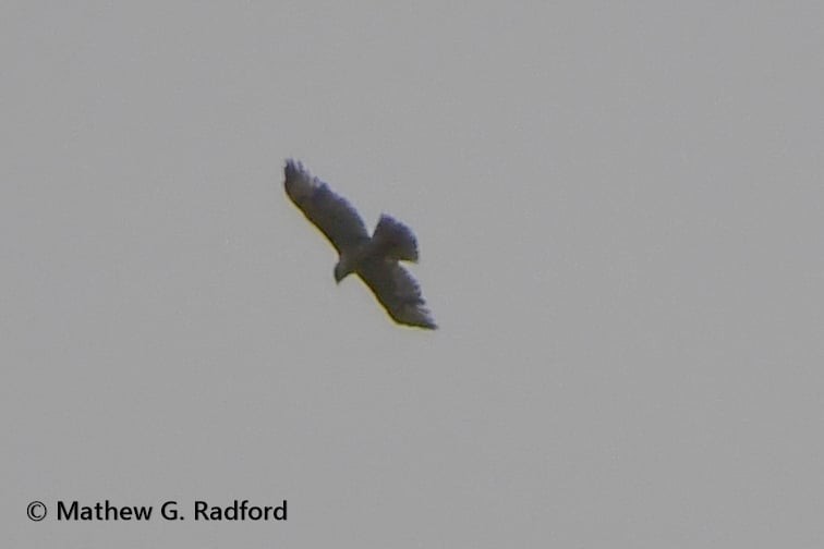 Buteo sp. - ML635260292