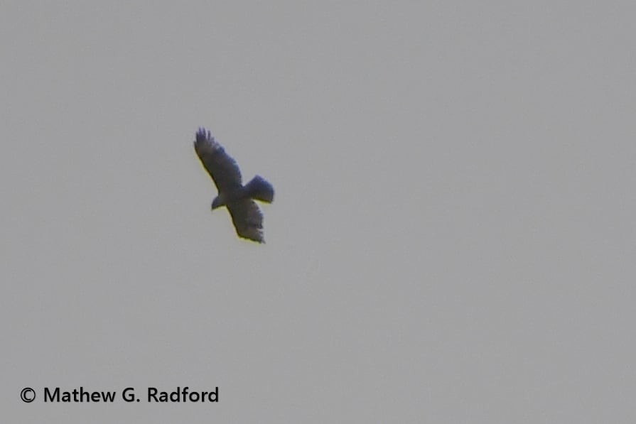 Buteo sp. - ML635260293