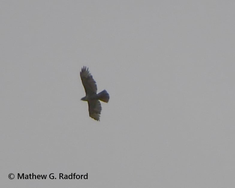 Buteo sp. - ML635260294