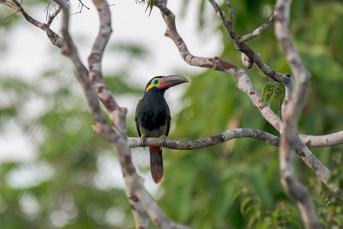 Guianan Toucanet - ML635260304