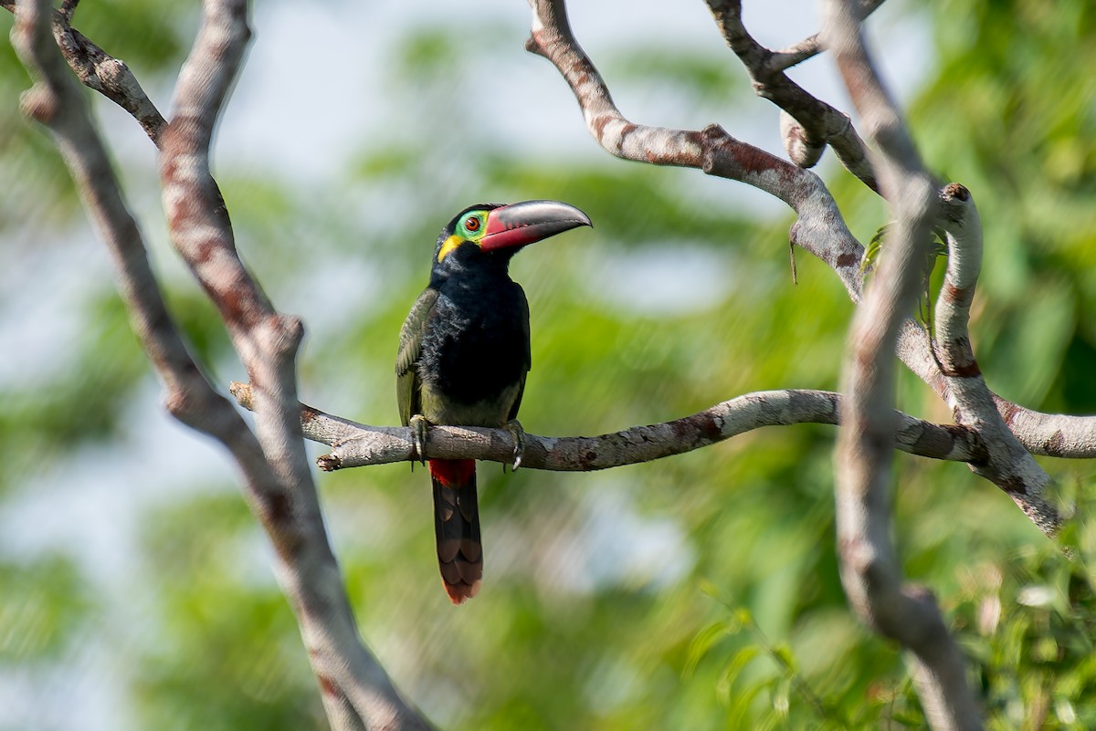 Guianan Toucanet - ML635260307