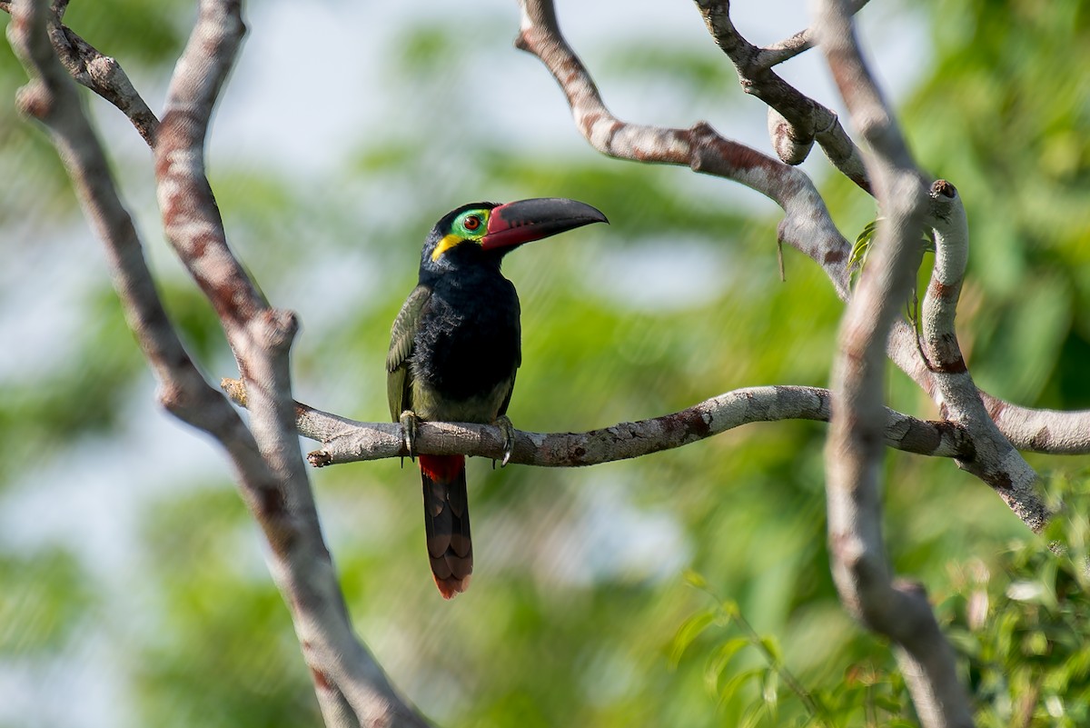 Guianan Toucanet - ML635260309