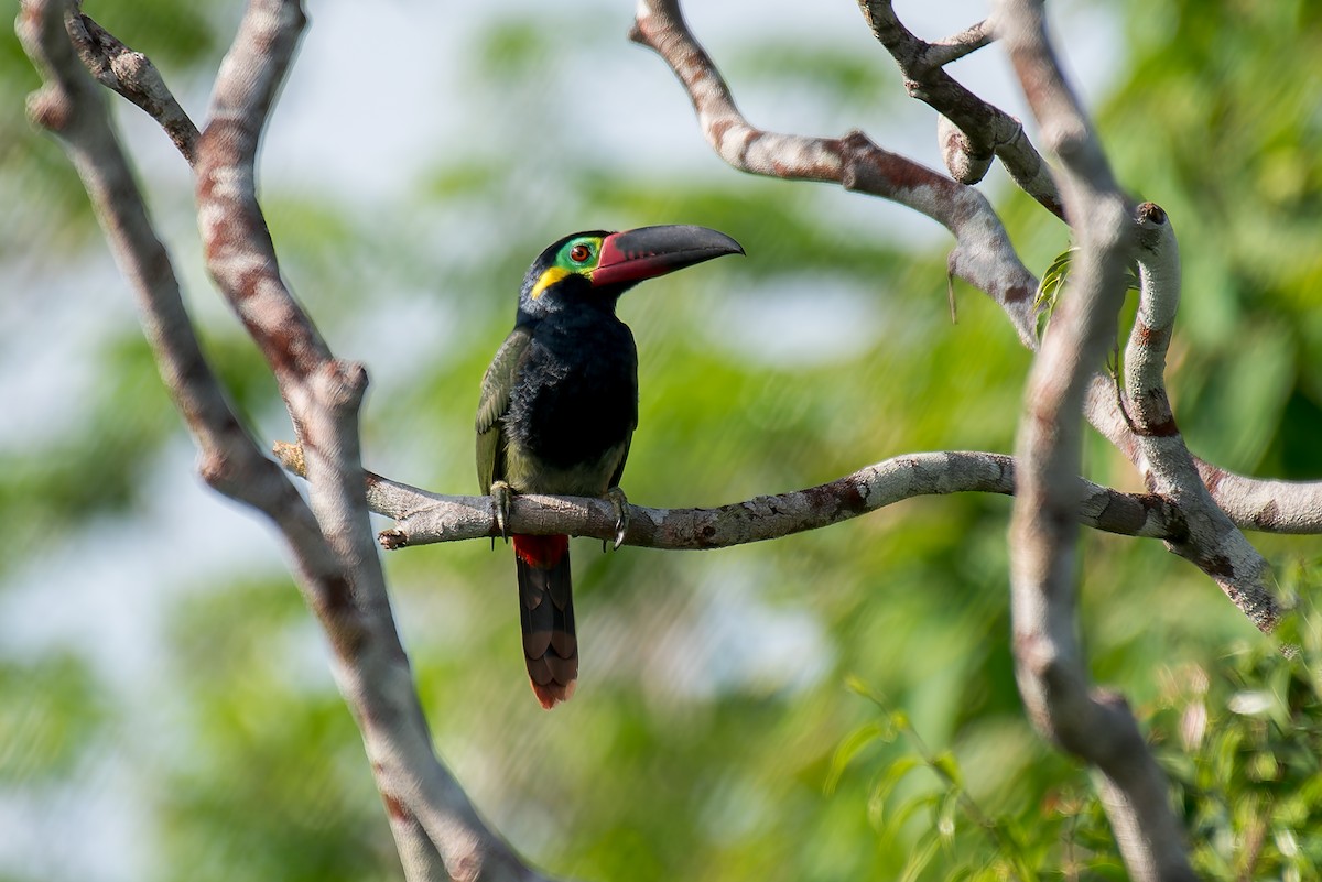 Guianan Toucanet - ML635260310