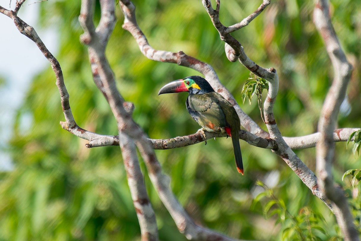 Guianan Toucanet - ML635260311