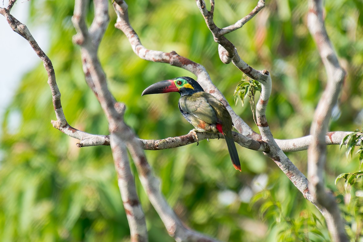 Guianan Toucanet - ML635260313