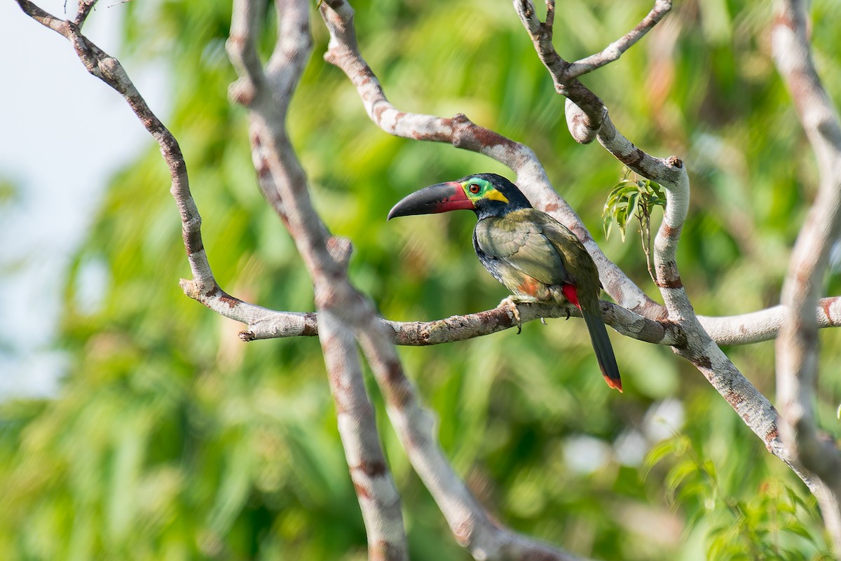 Guianan Toucanet - ML635260316