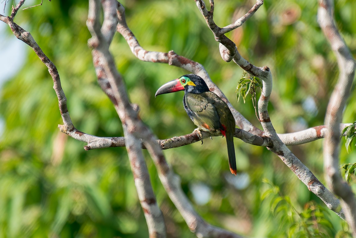 Guianan Toucanet - ML635260317