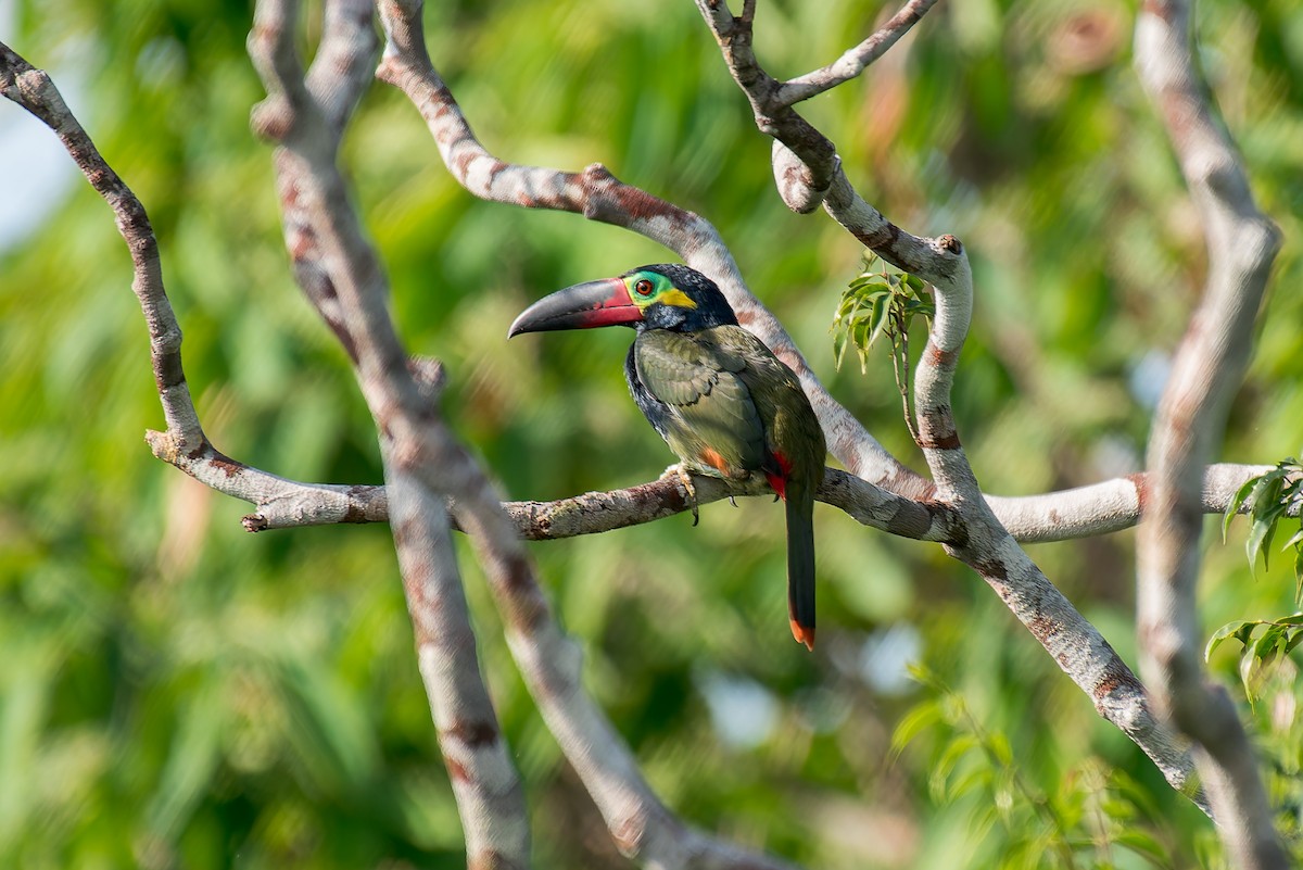 Guianan Toucanet - ML635260318