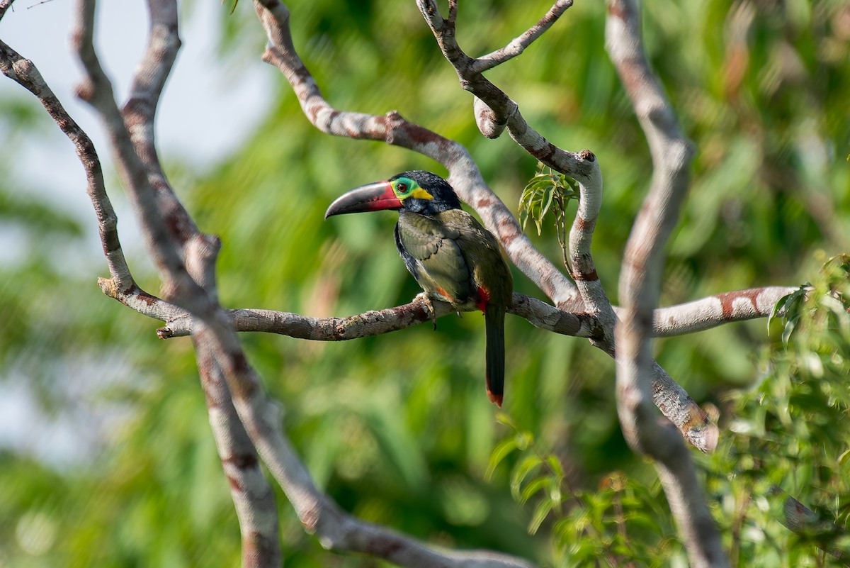 Guianan Toucanet - ML635260319