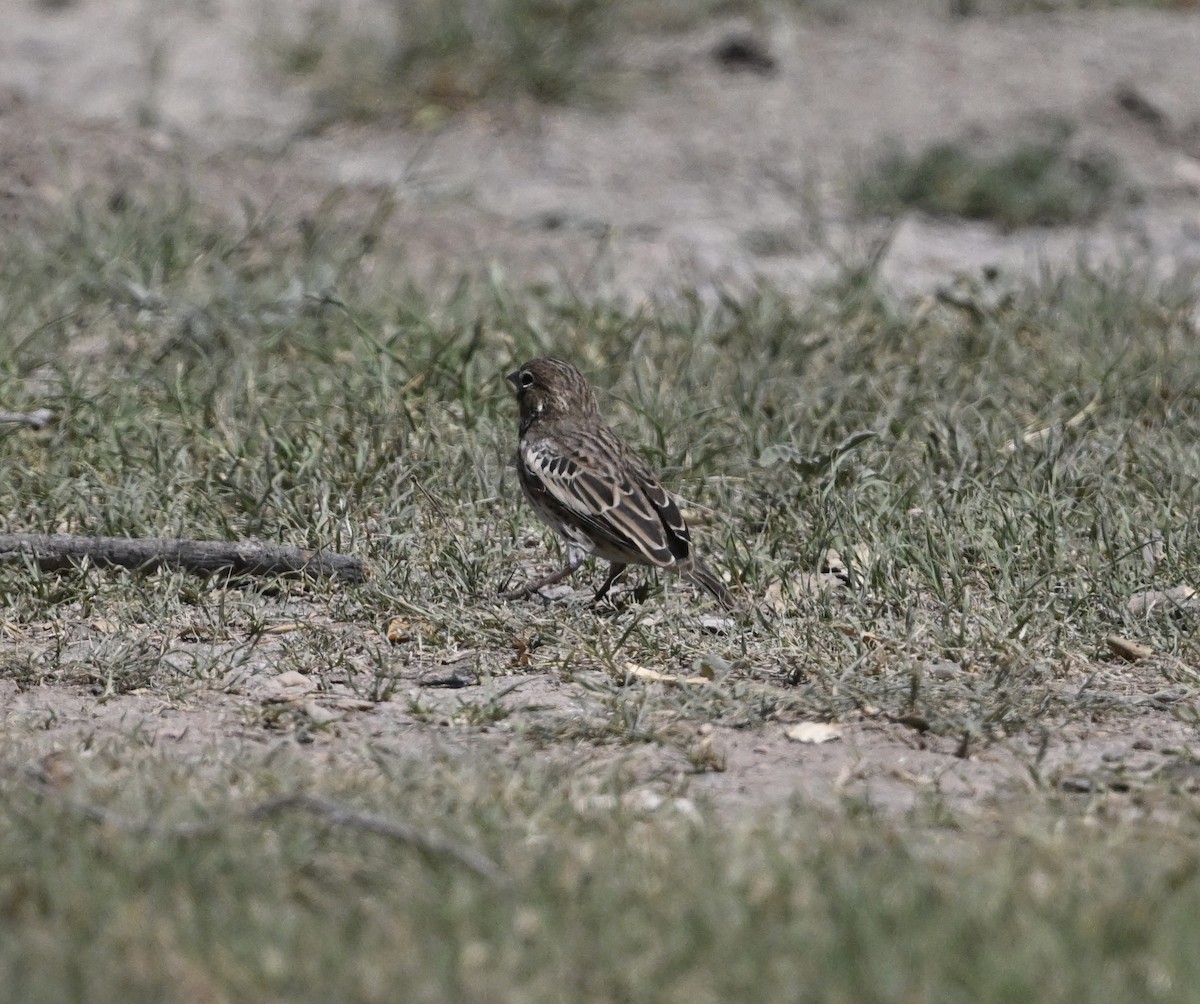Lark Bunting - ML635260320