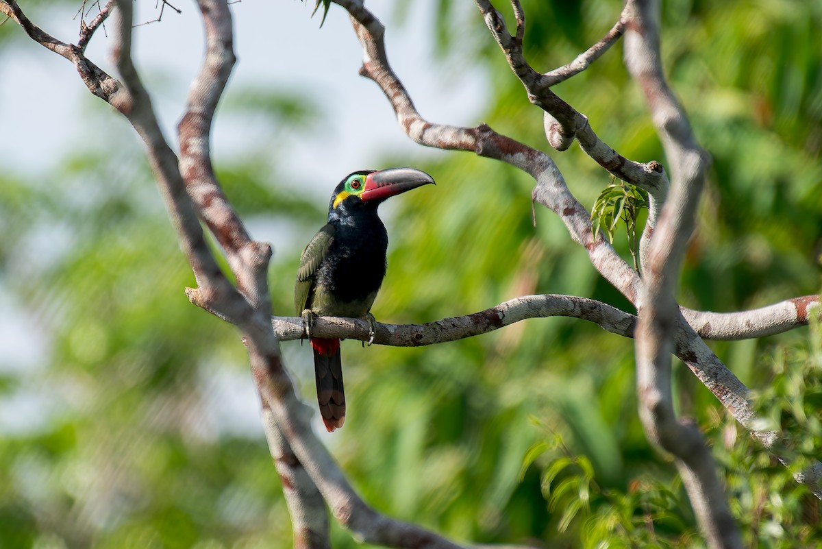 Guianan Toucanet - ML635260321