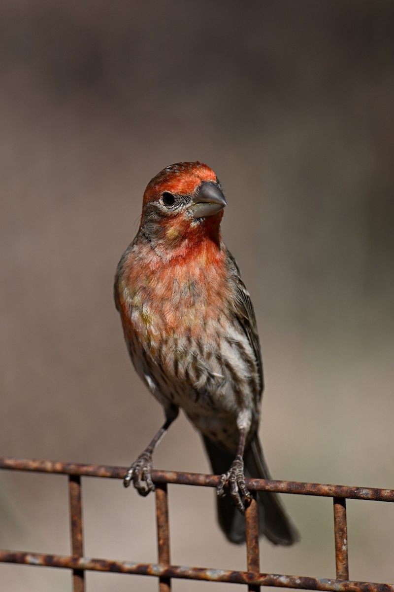 House Finch - ML635260324