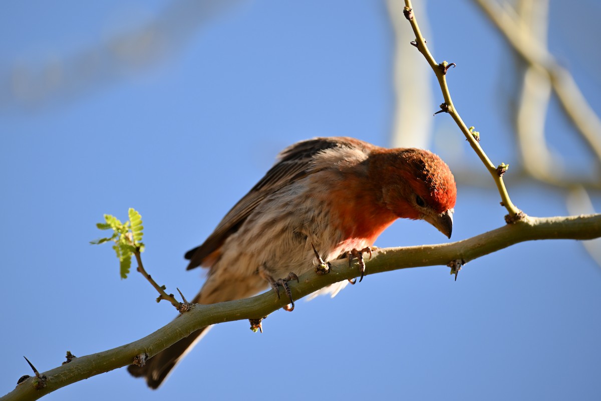 House Finch - ML635260325