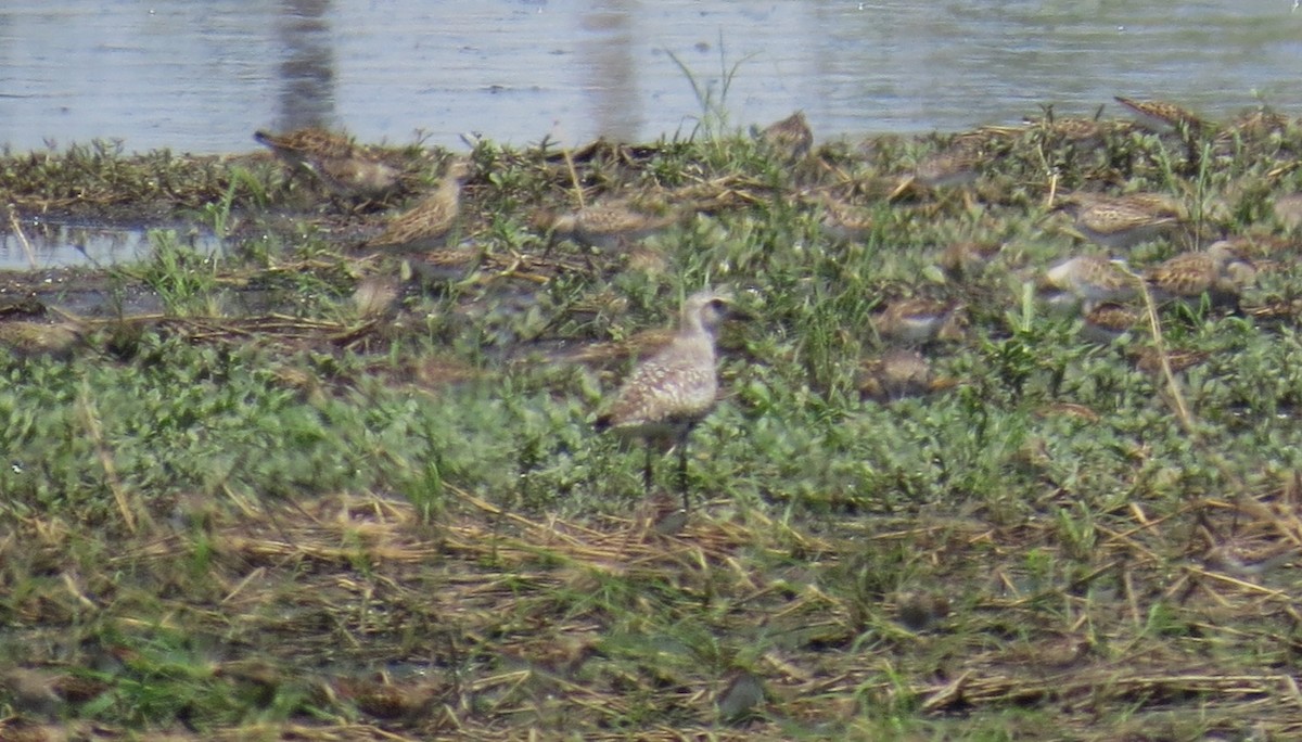 Black-bellied Plover - ML635260379