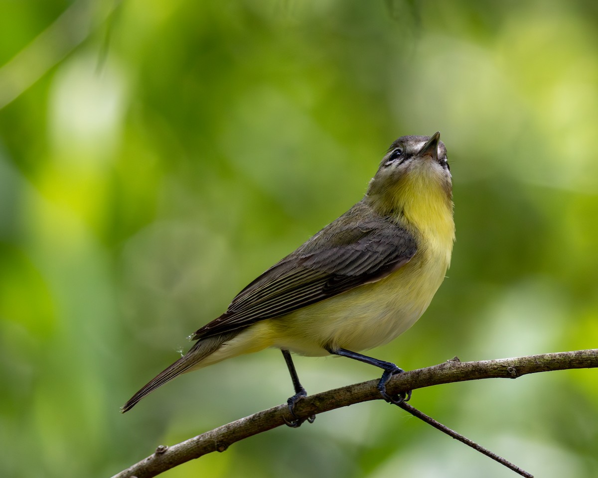 zelenáček kanadský - ML635260459