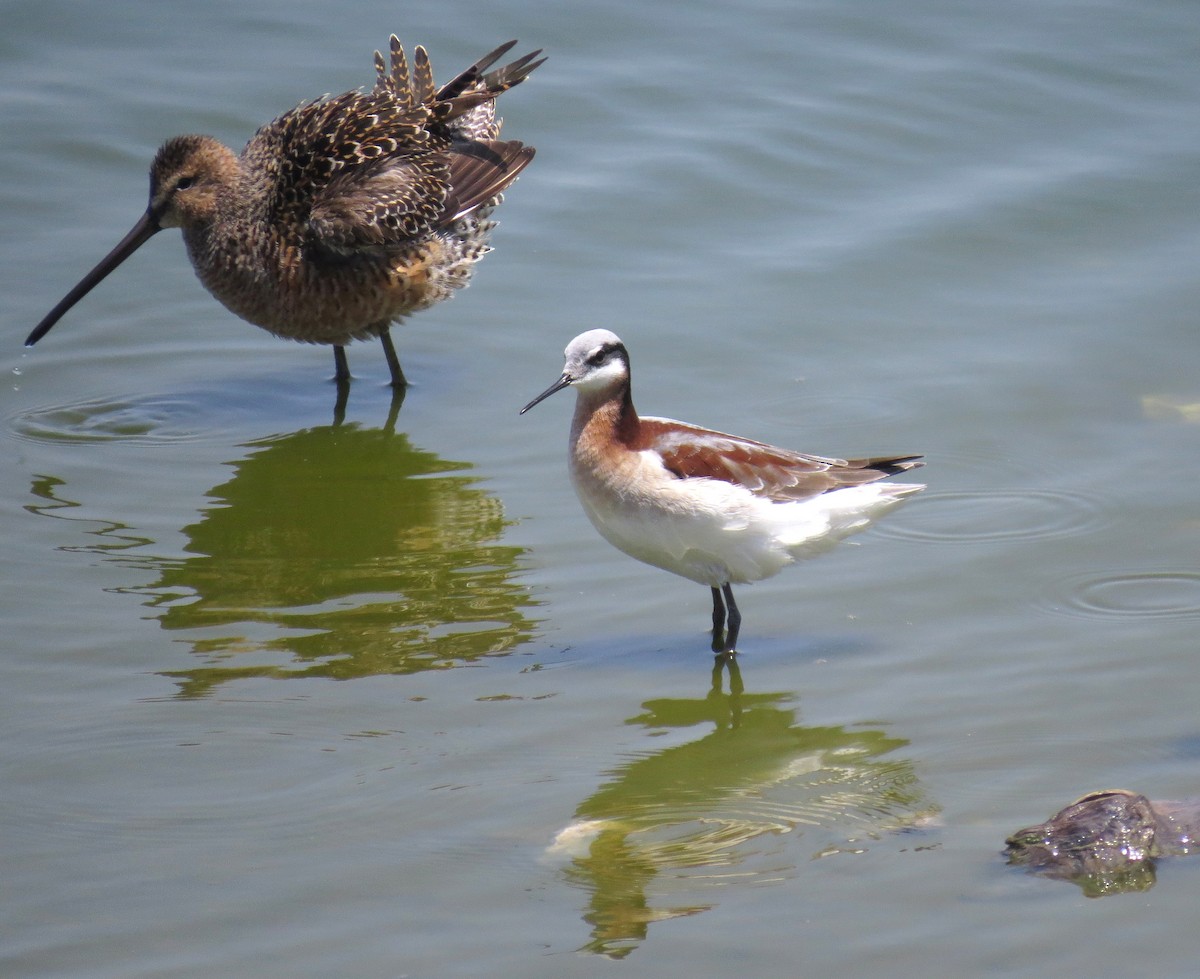 Wilson's Phalarope - ML635260652