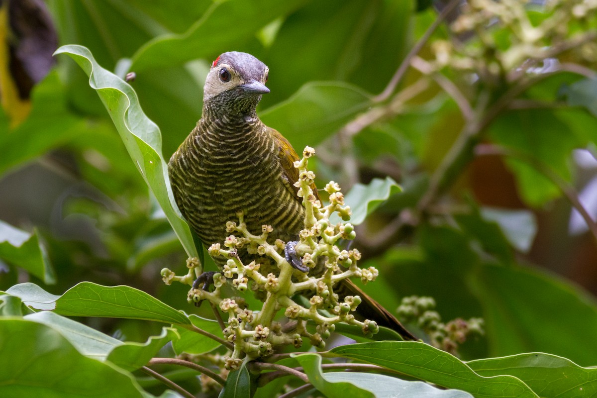 Golden-olive Woodpecker - ML635260666
