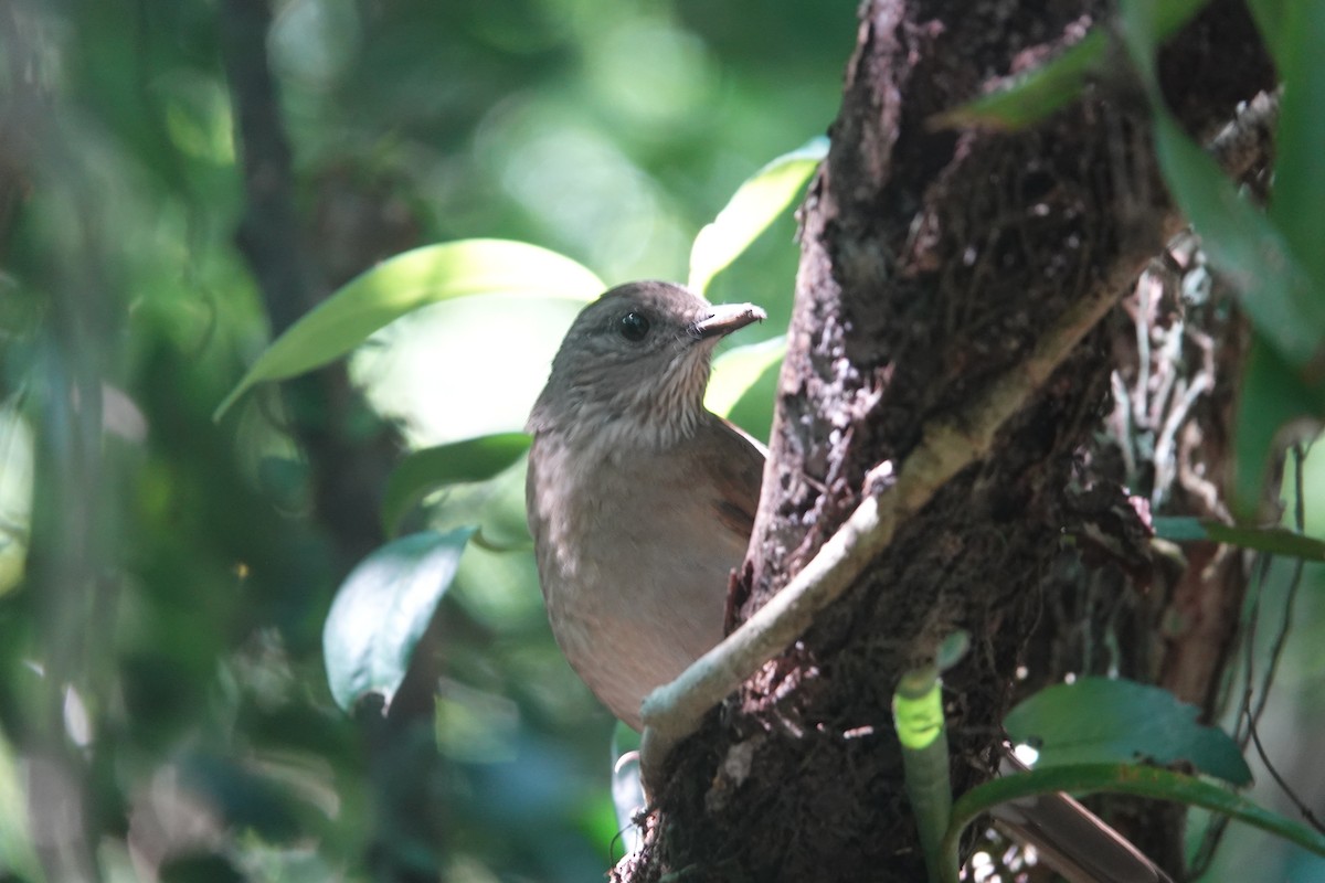 Pale-breasted Thrush - ML635260671