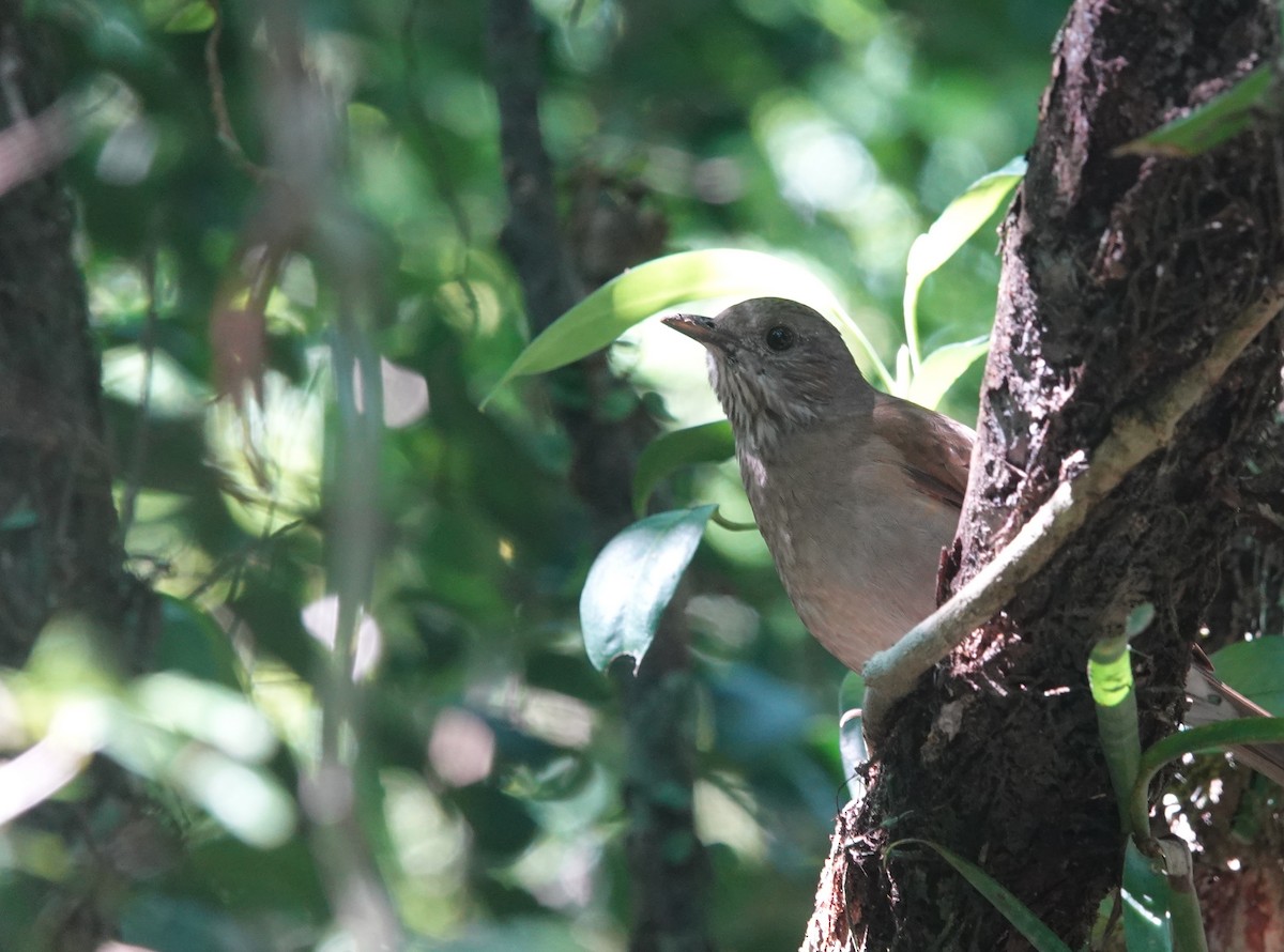 Pale-breasted Thrush - ML635260677