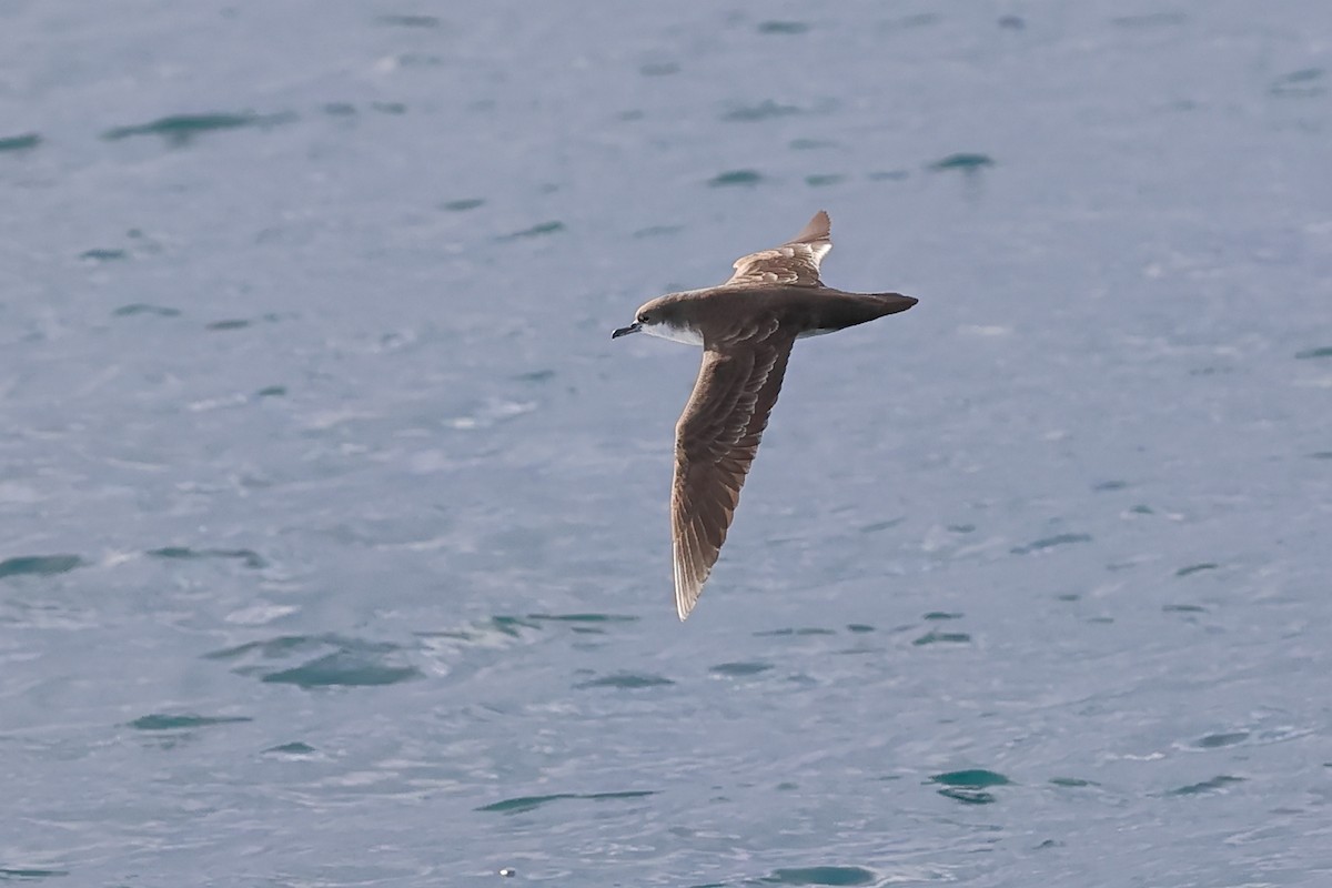 Galapagos Shearwater (Light-winged) - ML635260681