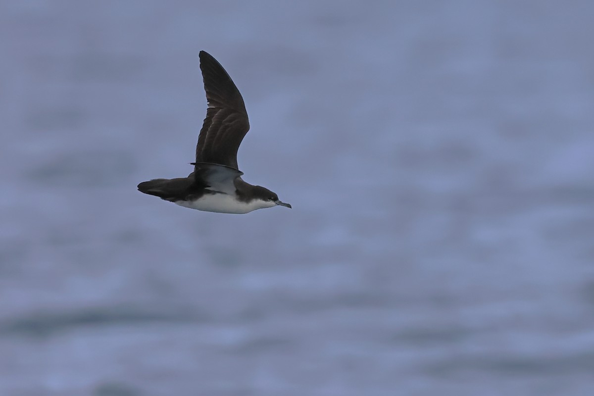 Galapagos Shearwater (Light-winged) - ML635260688