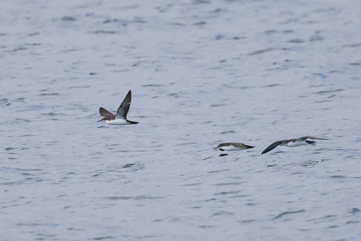Galapagos Shearwater (Light-winged) - ML635260692