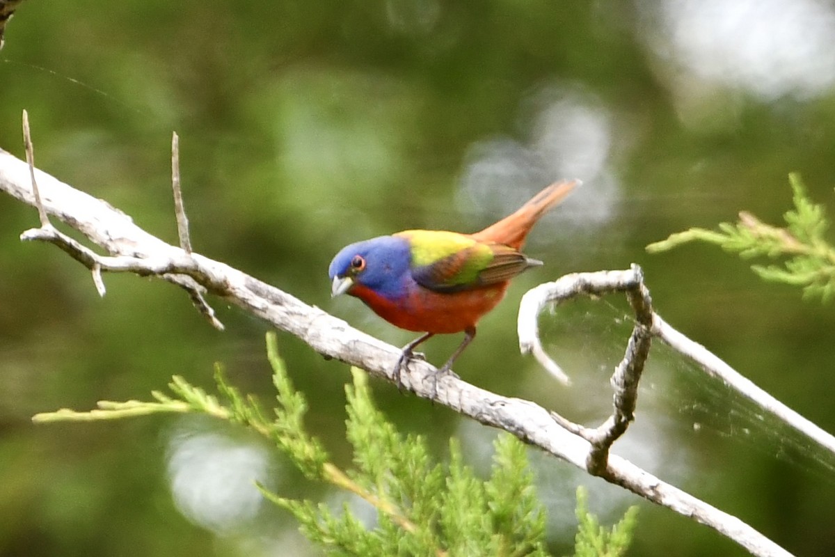 Painted Bunting - ML635260713