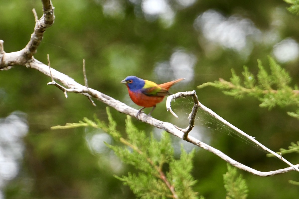 Painted Bunting - ML635260714