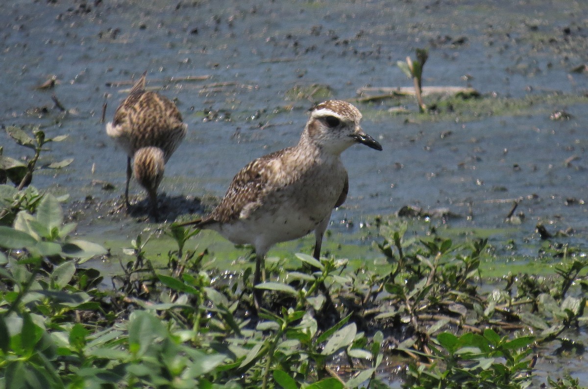 American Golden-Plover - ML635260773