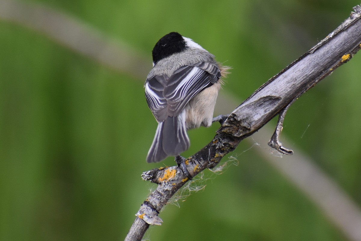 Black-capped Chickadee - ML635260791