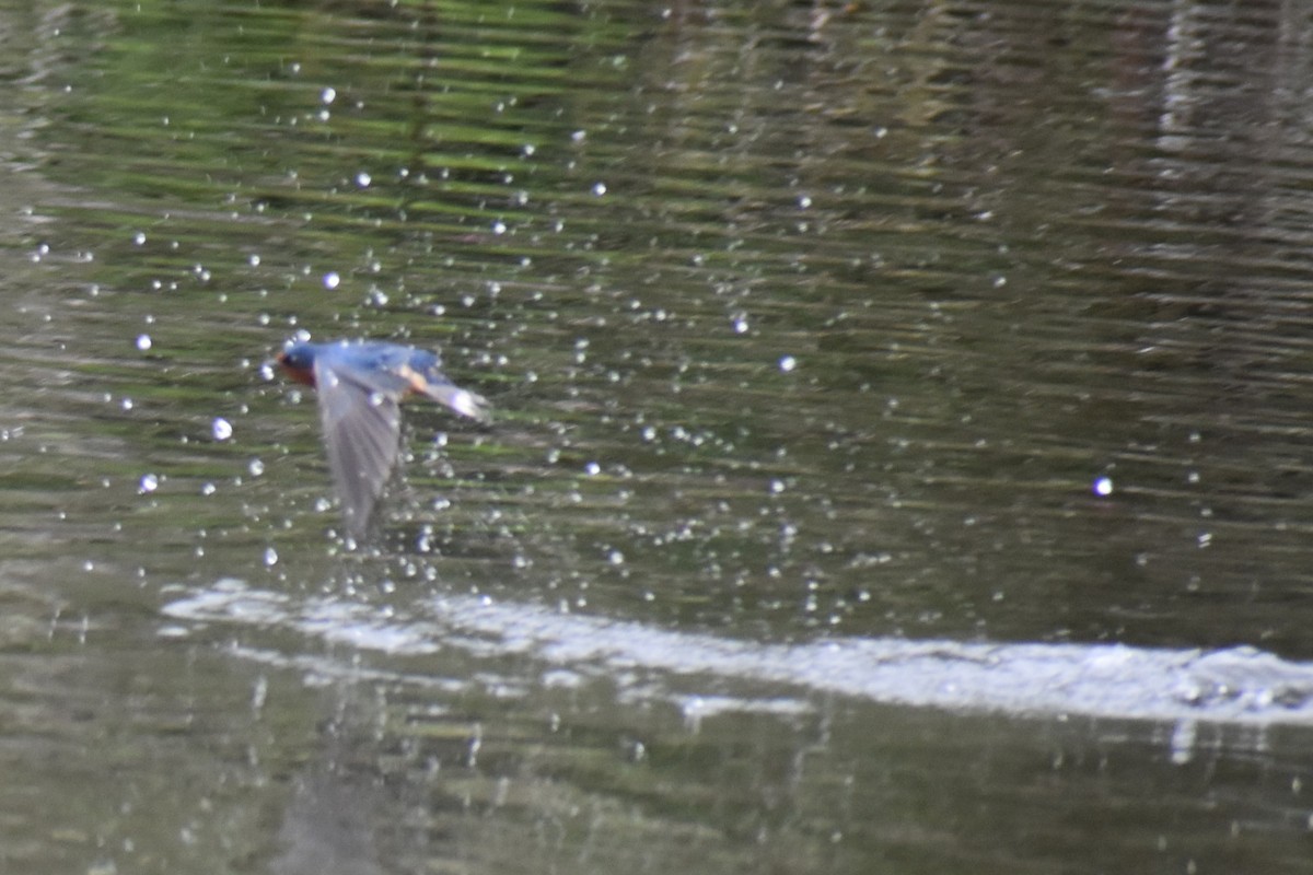 Barn Swallow - ML635260799