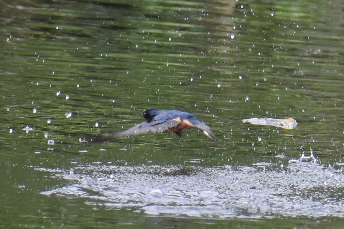 Barn Swallow - ML635260800