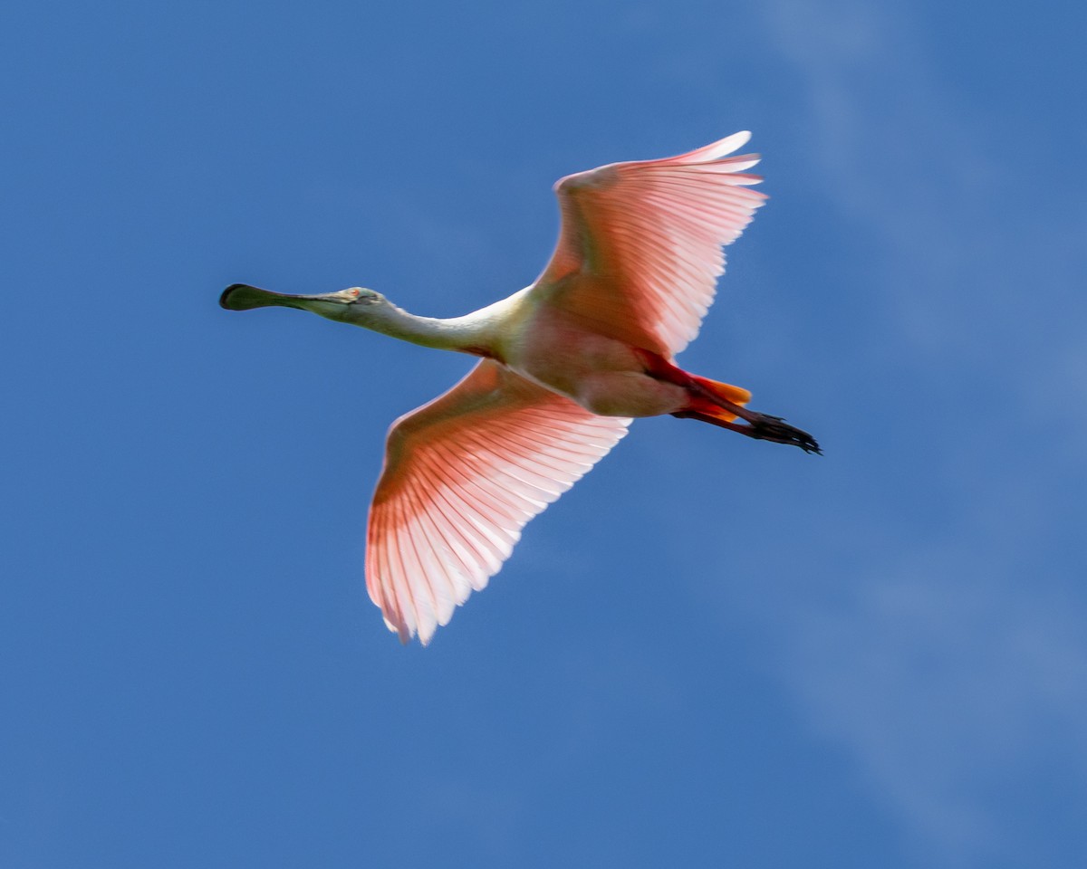 kolpík růžový - ML635260809