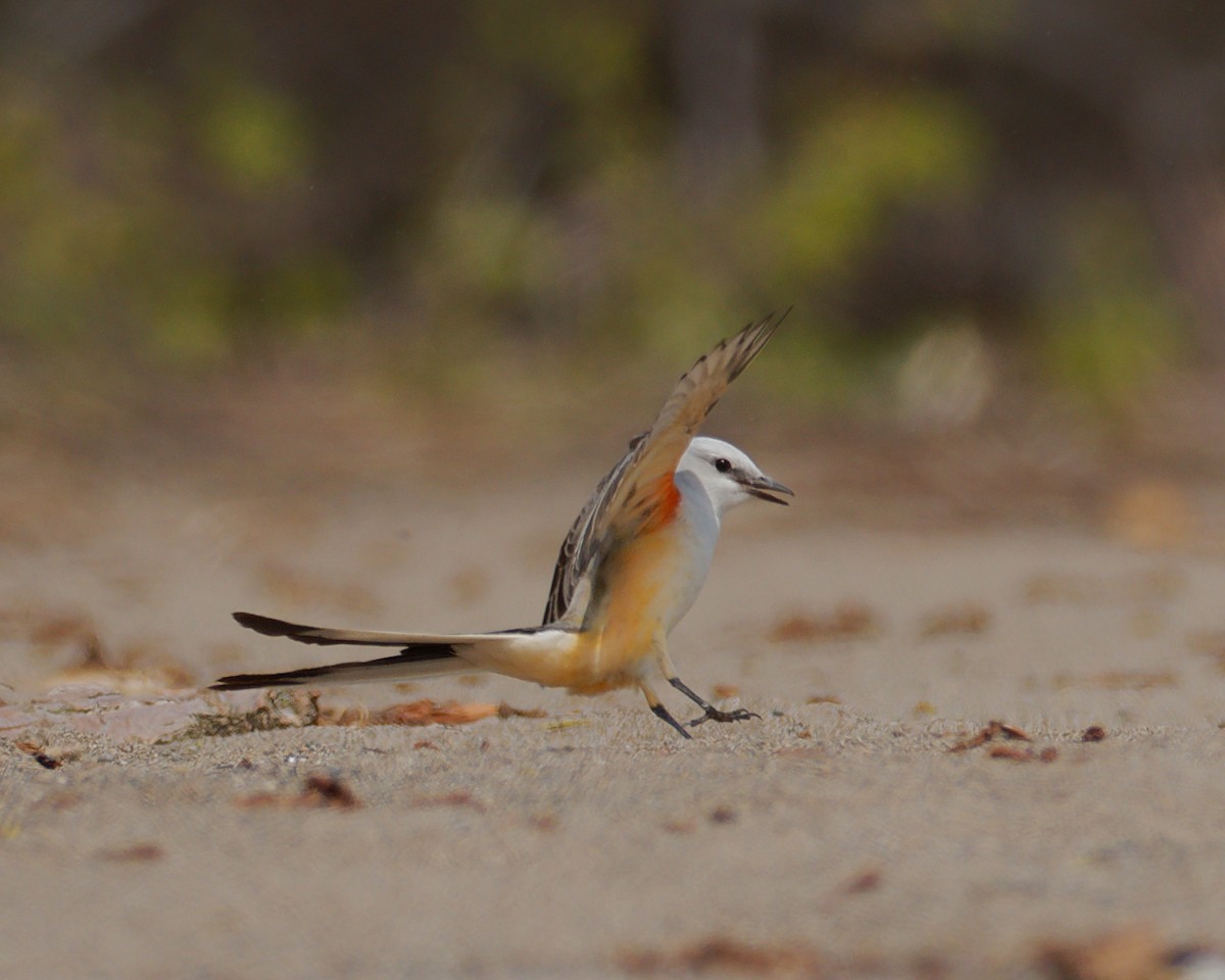 Scissor-tailed Flycatcher - ML635260810