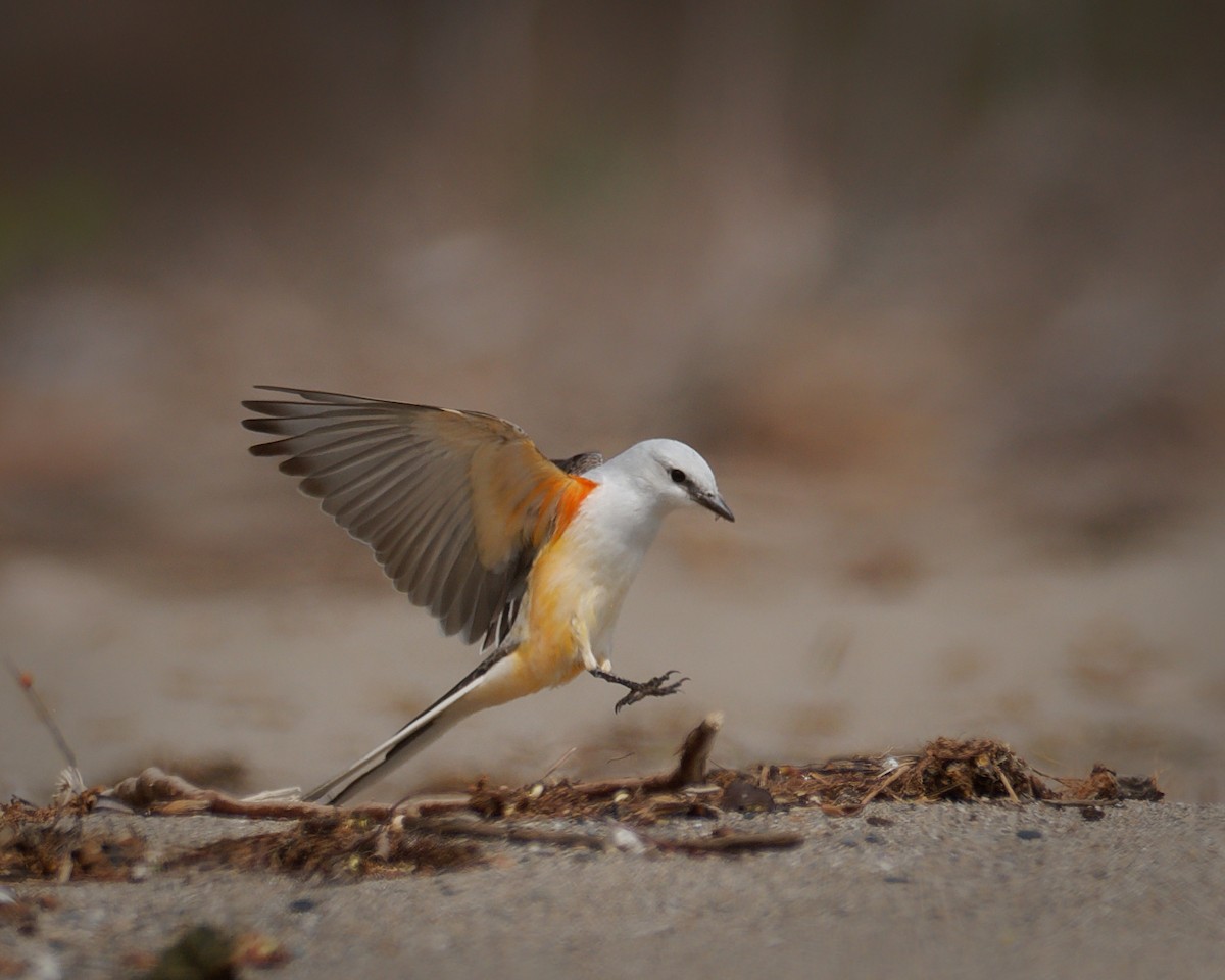 Scissor-tailed Flycatcher - ML635260813