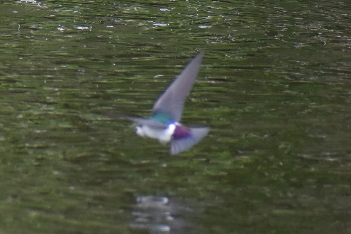 Violet-green Swallow - ML635260816