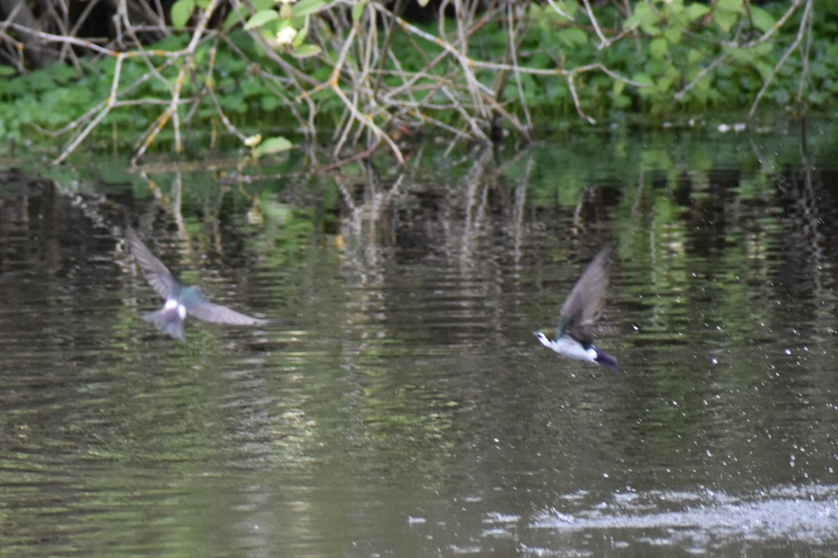 Violet-green Swallow - ML635260817