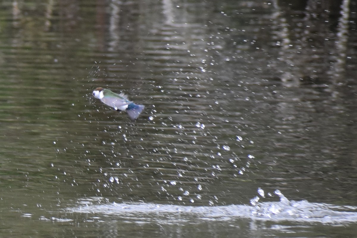 Violet-green Swallow - ML635260818