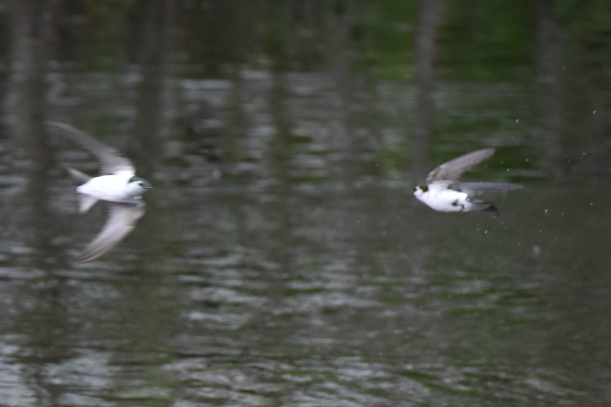 Violet-green Swallow - ML635260819