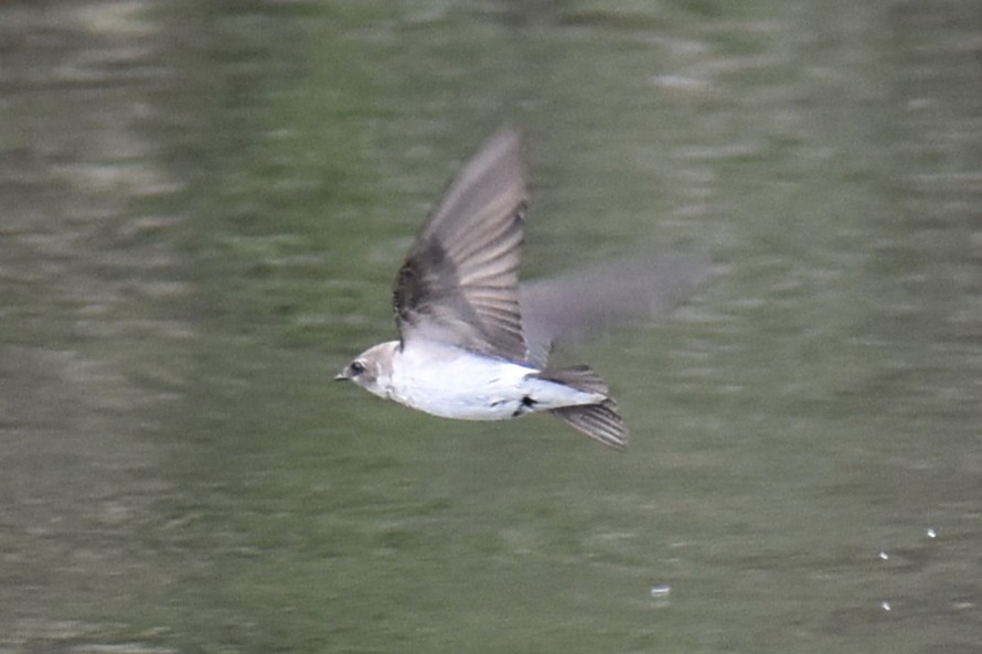 Violet-green Swallow - ML635260820