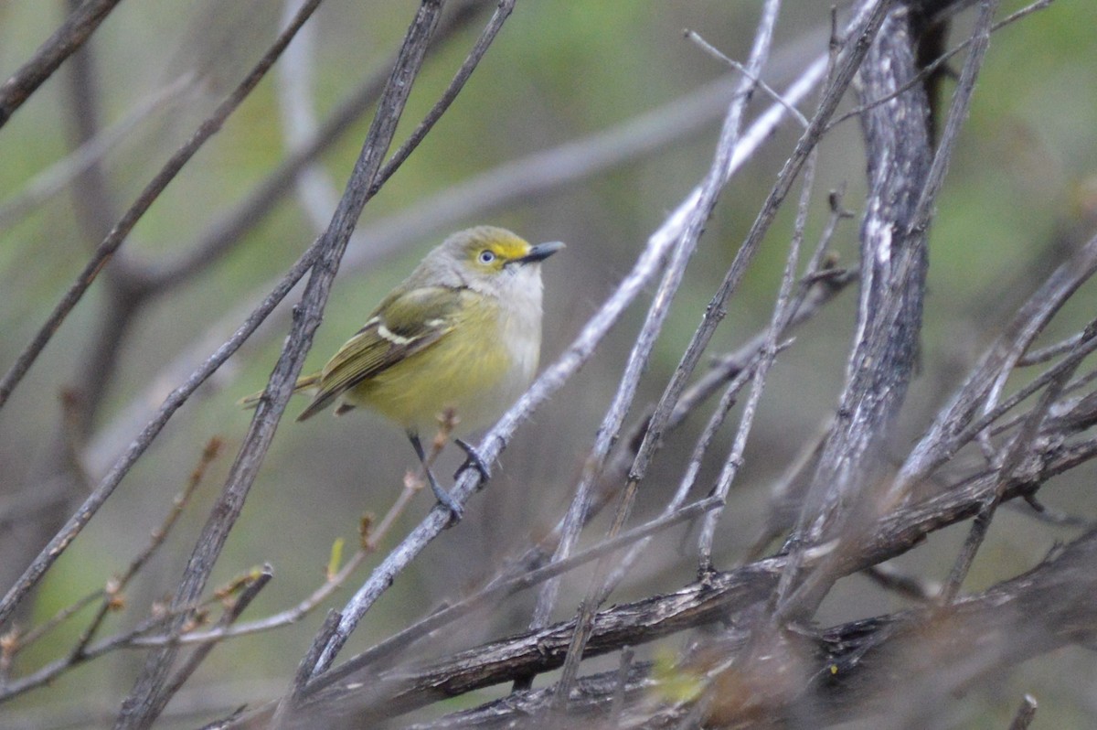 zelenáček bělooký - ML635260866